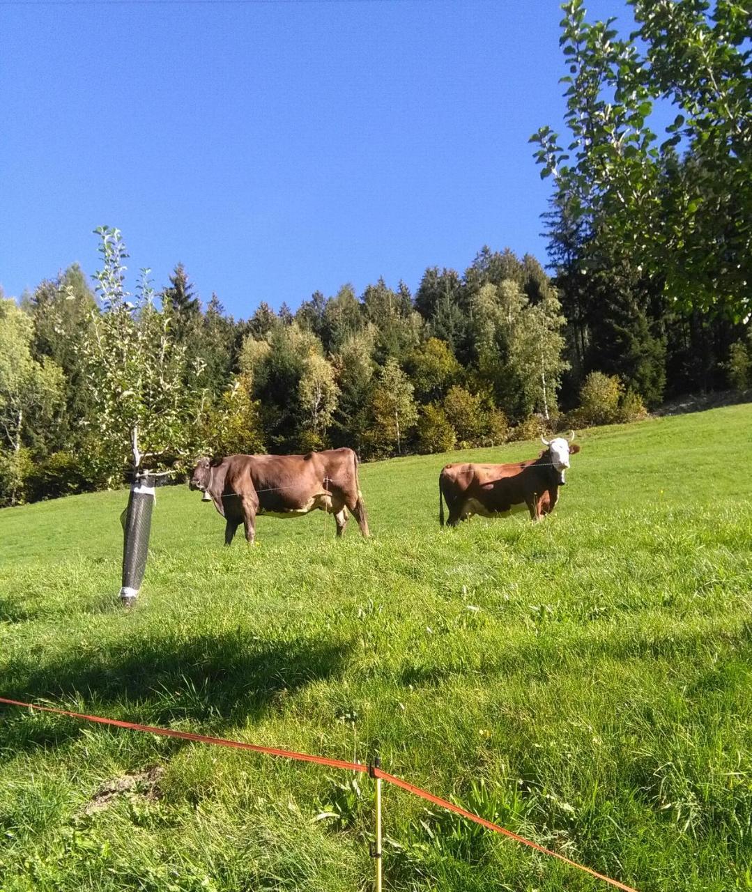 Stockhof Lejlighed Zell am Ziller Eksteriør billede